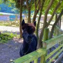 레오목장 2 이미지