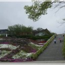 250420 산청 대명사(꽃잔디) 이미지