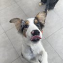 멍멍하개 이미지