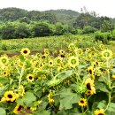 23.7.9함안강주 해바라기보러 이미지