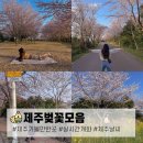 버스정류장 07-186 | 제주도 벚꽃 실시간 개화 숨은 명소 3월 4월 날씨 가볼만한곳