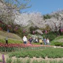 안산벚꽃음악회 이미지