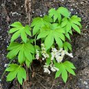 📸 2025년 4월 25일 강원도 철원 한탄강 주상절리길 문화탐방...1♡ 📸 이미지