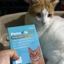 벳글로벌 | 고양이 신장 건강과 장 컨디션을 한 번에, 페노비스 벳 프리미엄 신장유산균 PLUS 급여 후기