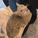 청춘 고양이 카페 | 홍대고양이카페 청춘고양이카페 | 무릎냥이천국에서 힐링하고 왔어요