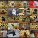 이리오개 이미지