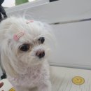 삐삐애견샵 이미지