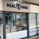 리얼독스쇼룸 | 일산 강아지분양 REAL DOGS 리얼독스 일산본점 방문 후기 솔직하게 털어놓을게요!