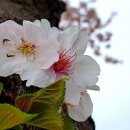 맹방유채꽃마을 이미지