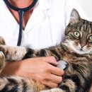 고양이집 이미지