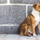 신세계동물의료센터 이미지