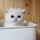 강남 고양이 분양 냥블리 이미지