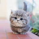 도그플러스 동물병원 이미지