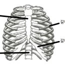 늑골(갈비뼈), 흉골(복장뼈) 이미지