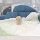 소망켄넬 | 포천 강아지입양 성공! 말티푸분양 후기 찐친이 알려준 그곳