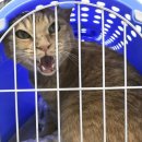 동물의료센터24인치 이미지