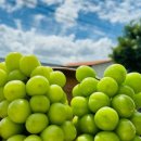 달콤농원 이미지