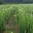 까치슈퍼 이미지