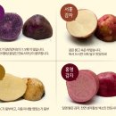 빛고을 고구마순채 영농조합 | [감자요리]함양 칼라감자 농장 방문 후기, 영양만점 칼라 감자요리 후기!