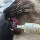 제트피바이오 이미지