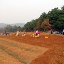 인삼농장 Daum카페
