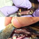 공원옆 동물병원 이미지