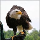 Dr. 오즈 동물병원 | 경기광주 근처동물병원 Dr 오즈동물병원 슬개골보호대