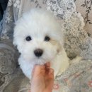 글로리 폭스 꼬똥 이미지