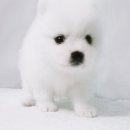 요미독 강아지분양 일산점 이미지