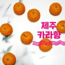 제주 카라향 택배 제철 당도 중과 2kg 힘찬열매