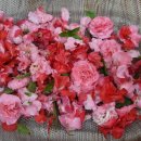 봉숭아물 물들이다 이미지