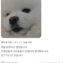 사상동물병원 | 사상동물병원 검사 수술 회복까지 이어질 수 있도록