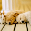 참누리동물병원 이미지