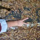 세교동 사거리 이미지