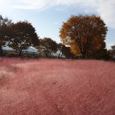 핑크뮬리(Pink Muhly Grass. 학명 Muhlenbergia Capillaris) 이미지