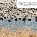 옹기 종기 Daum카페
