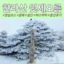 설산 | 겨울 한라산 등산코스 추천 ｜여유롭게 걷는 윗세오름 왕복 코스 설산 등산 후기 (영실코스)