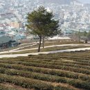 동진다향원