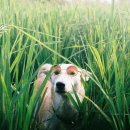 즐거운 강아지 이미지