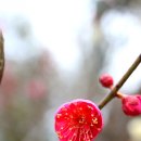 태산선비마을 | (환경포커스) 봄의 전령사 매화(梅花)와 매실(梅實)이야기..