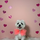 새청주유치원 | [청주 애견호텔·유치원·미용] 하이에서 보리 목욕하고 온 후기! 🐶 스파까지 완벽한 하루