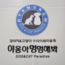야옹아멍멍해봐울산
