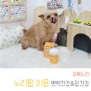 오복누리 | 강아지 면역&amp;장 영양제 오복누리 누리팝 이뮨 급여후기