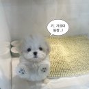 퍼피스토리 이미지