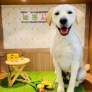 늘봄 그루밍 이미지