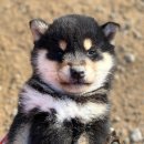 시바스럽 이미지