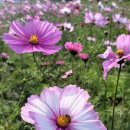 선학파출소 이미지