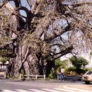 바오바브(baobab)