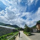 대관령로뎀나무 이미지