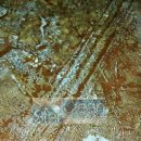 하와이장 이미지